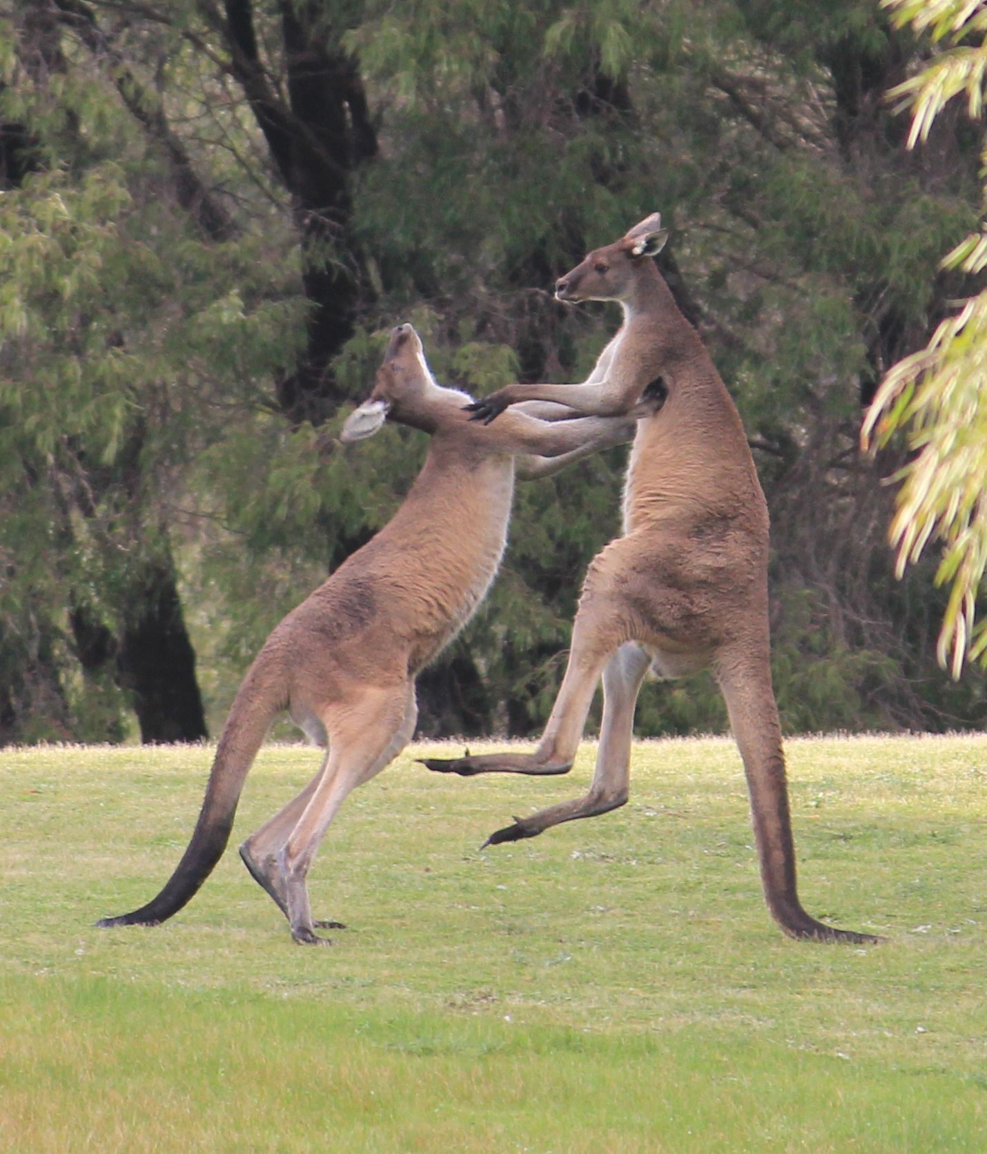 Kangaroos fighting