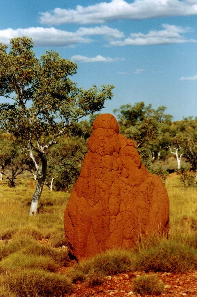 Ant hill, Kimberley, Western Australia.