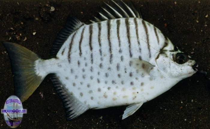 Butterfish or Striped Scat