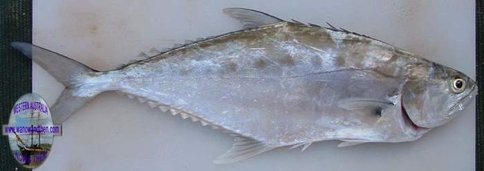 Queenfish