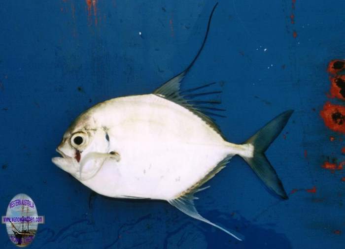 Trevally - Bump nosed