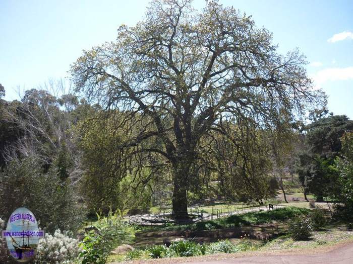 Oak tree at Freed Jacoby Park