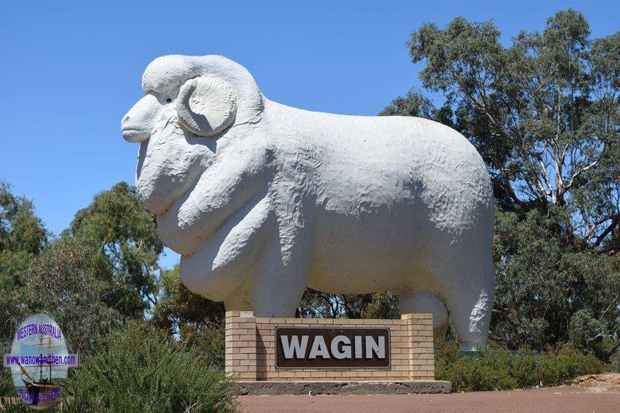 Big Ram at Wagin