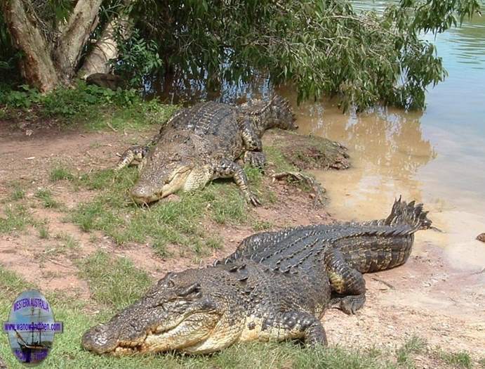 croc australia
