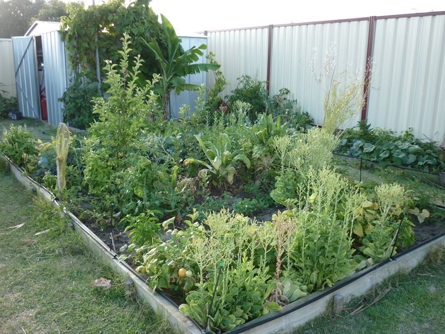 The new veggie patch