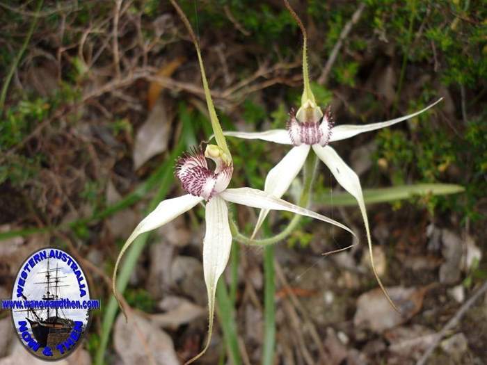 Caladenia--001.JPG