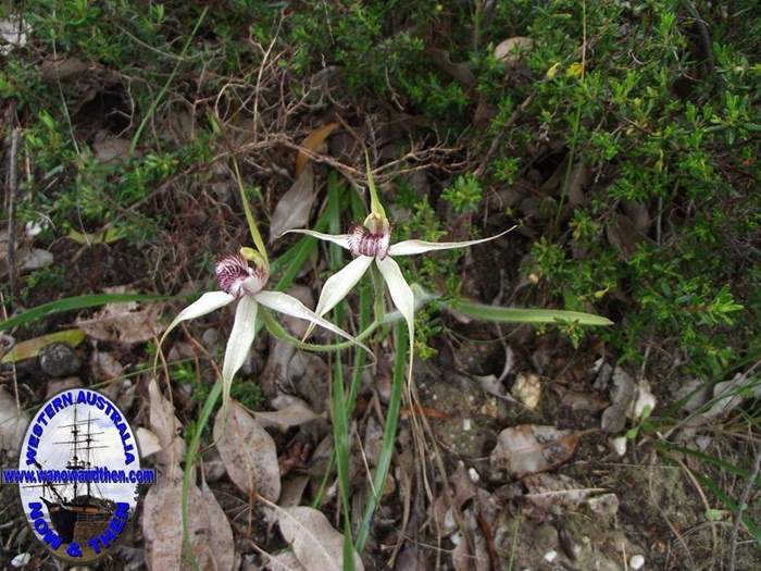 Caladenia--002.JPG