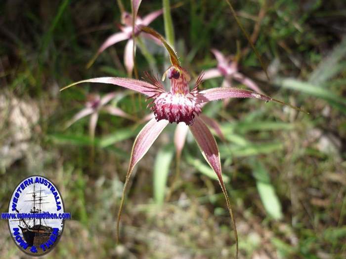 Caladenia--003.JPG