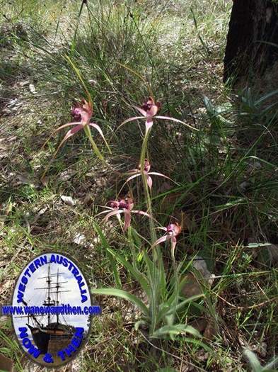 Caladenia--004.JPG