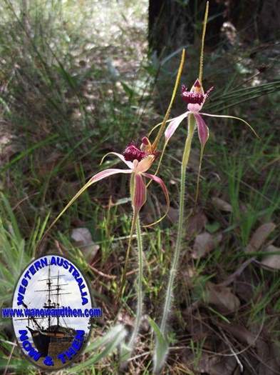 Caladenia--005.JPG