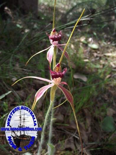 Caladenia--006.JPG