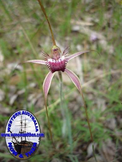 Caladenia--007.JPG