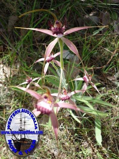 Caladenia--008.JPG