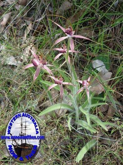 Caladenia--009.JPG