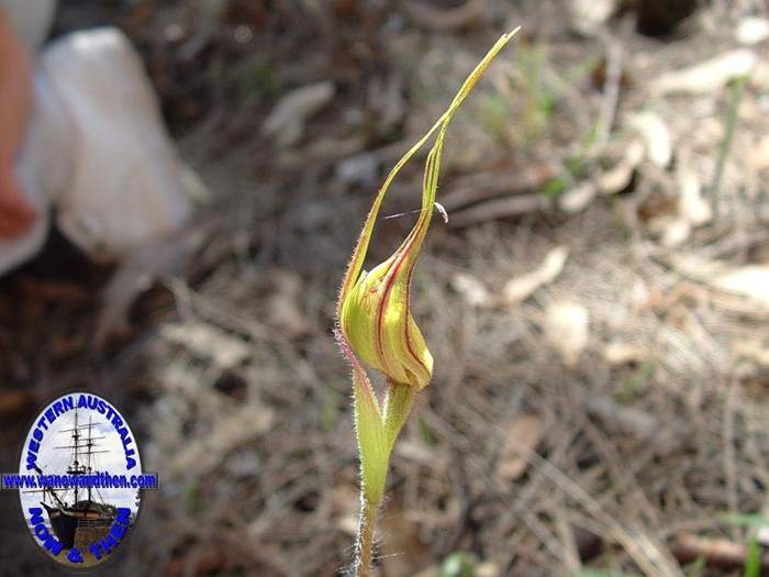 Caladenia--011.jpg