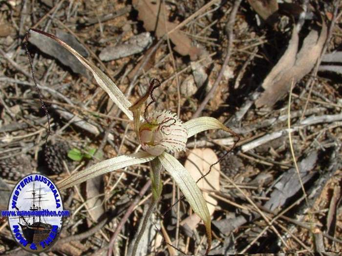 Caladenia--024.JPG