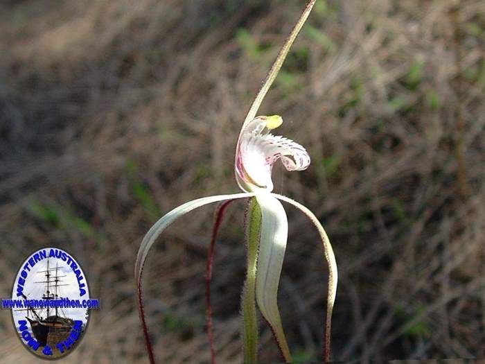 Caladenia--025.JPG