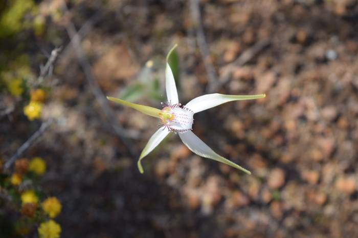 Caladenia-White-spider-orchid-09363.JPG