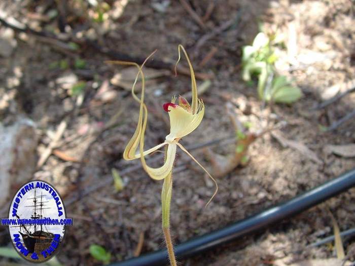 Caladenia-attingens-Forest-mantis-orchid-001.jpg