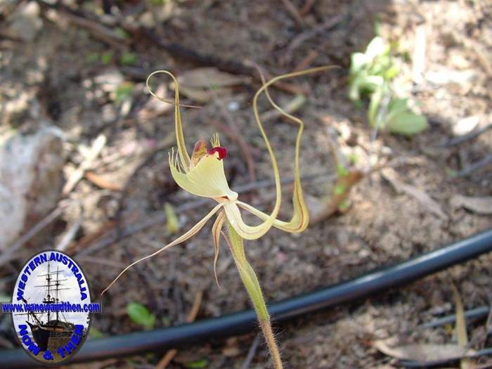 Caladenia-attingens-Forest-mantis-orchid-002.jpg