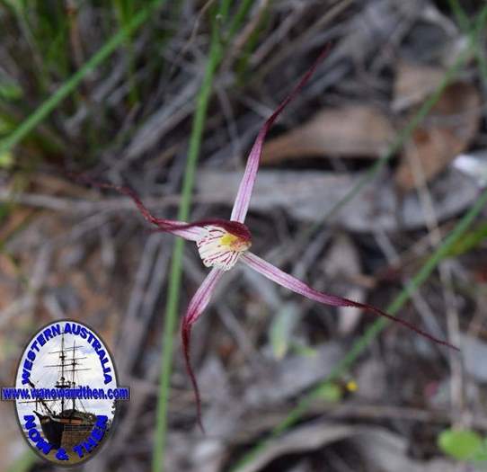 Caladenia-denticulata-clumped-spider-orchid-0001.JPG