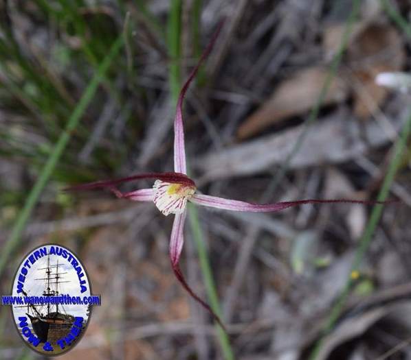 Caladenia-denticulata-clumped-spider-orchid-0003.JPG