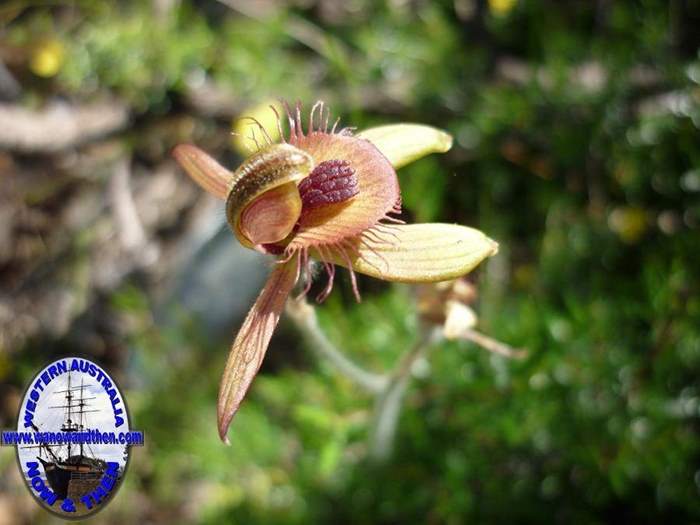 Caladenia-discoidea-Dancing-spider-orchid-001.JPG