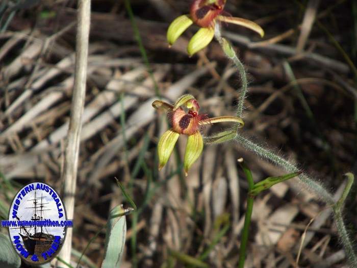 Caladenia-discoidea-Dancing-spider-orchid-002.JPG