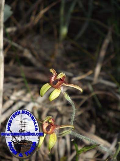 Caladenia-discoidea-Dancing-spider-orchid-003.JPG