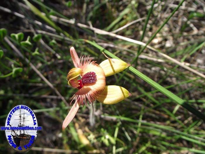 Caladenia-discoidea-Dancing-spider-orchid-004.JPG