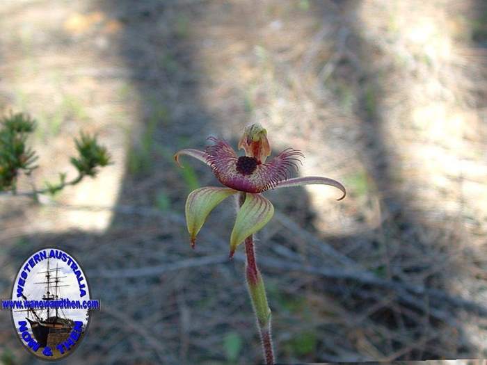 Caladenia-discoidea-Dancing-spider-orchid-005.jpg