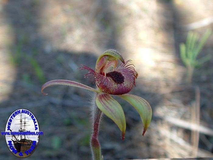 Caladenia-discoidea-Dancing-spider-orchid-006.jpg