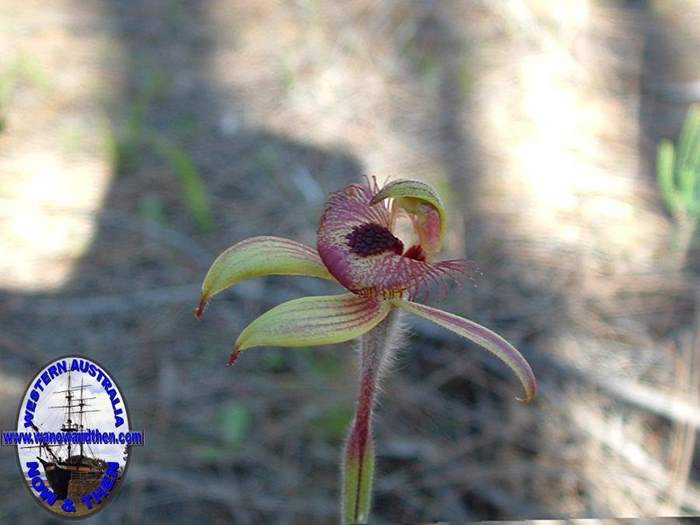 Caladenia-discoidea-Dancing-spider-orchid-007.jpg