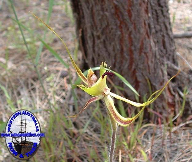 Caladenia-falcata-Fringed-mantis-orchid-001.jpg