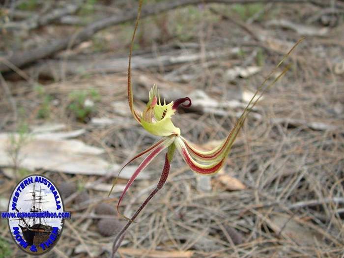 Caladenia-falcata-Fringed-mantis-orchid-002.jpg