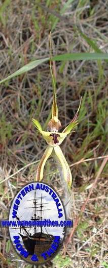 Caladenia-falcata-Fringed-mantis-orchid-003.jpg