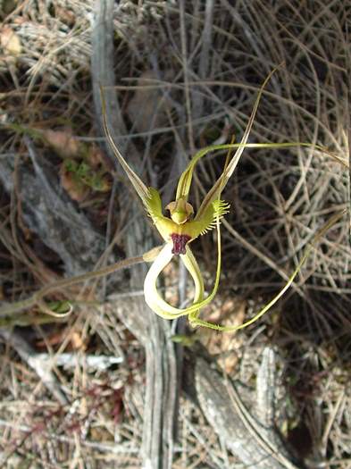 Caladenia-falcata-Fringed-mantis-orchid-004.jpg