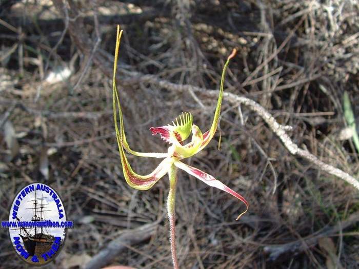 Caladenia-falcata-Fringed-mantis-orchid-008.jpg