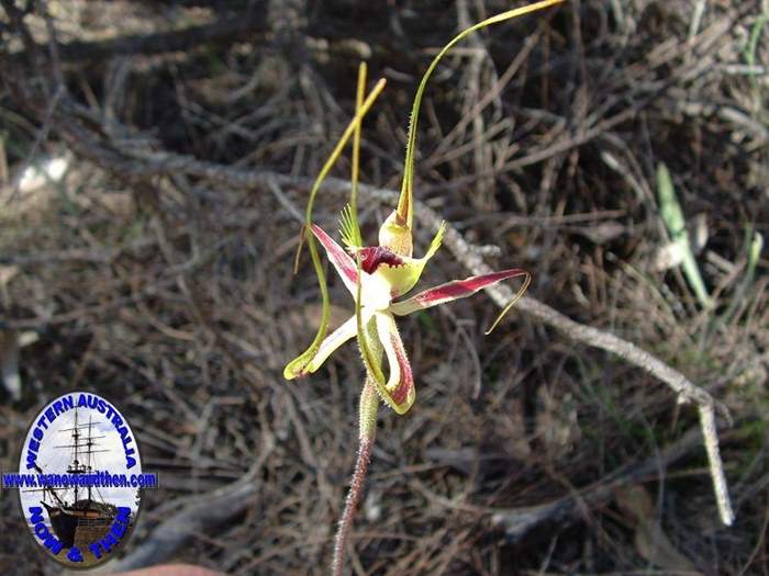 Caladenia-falcata-Fringed-mantis-orchid-009.jpg