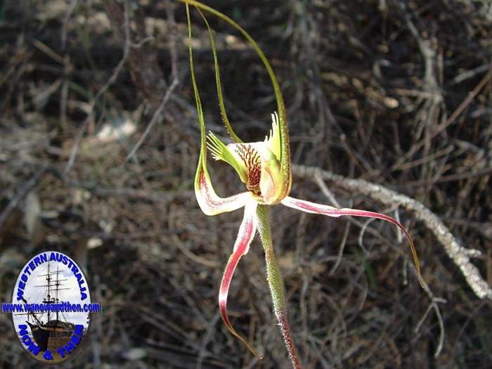 Caladenia-falcata-Fringed-mantis-orchid-010.jpg