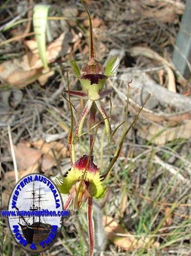 Caladenia-falcata-Fringed-mantis-orchid-015.jpg