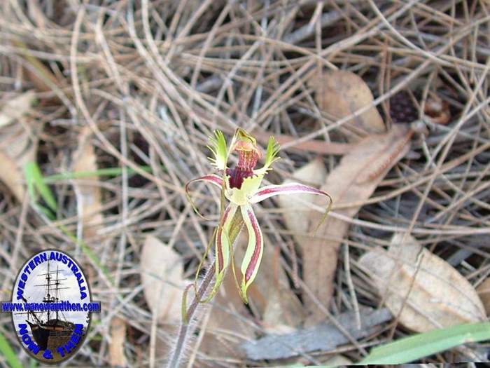 Caladenia-falcata-Fringed-mantis-orchid-016.jpg