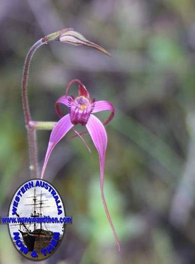 Caladenia-harringtonae-Pink-spider-orchid-0002.JPG