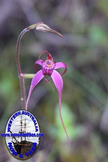 Caladenia-harringtonae-Pink-spider-orchid-0003.JPG