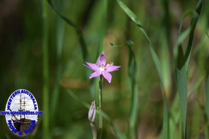 Caladenia-latifolia-Pink-fairy-orchid-001.JPG