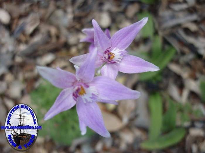 Caladenia-latifolia-Pink-fairy-orchid-004.JPG