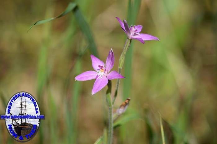 Caladenia-latifolia-Pink-fairy-orchid-005.JPG