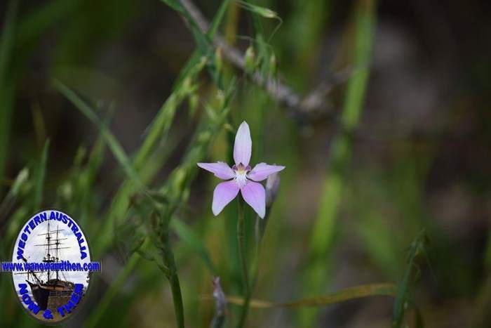 Caladenia-latifolia-Pink-fairy-orchid-007.JPG