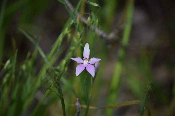 Caladenia-latifolia-Pink-fairy-orchid-008.JPG