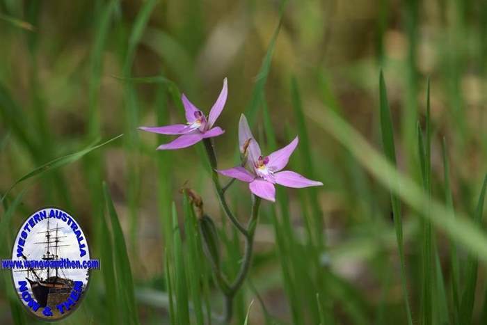 Caladenia-latifolia-Pink-fairy-orchid-009.JPG